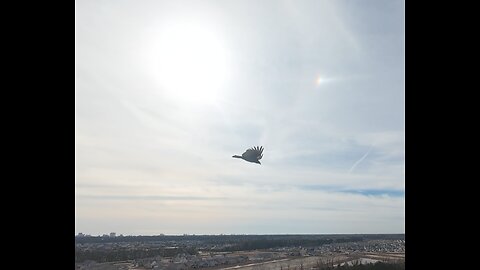 🦅😇Unforgettable - Natalie Cole & Nat King Cole 😇🦅