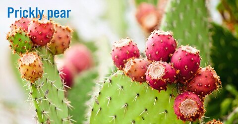 Prickly pear weight loss benefits. #PricklyButWorthIt #SweetAndPrickly