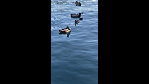 Mallard Ducks 🦆 & coots #mallardducks #ducks #duck #coot #coots #subscribe #shorts #viral #trending