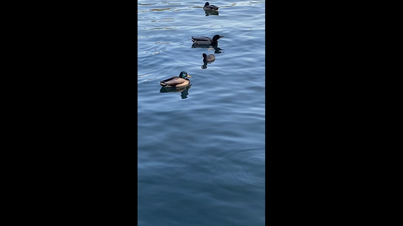 Mallard Ducks 🦆 & coots #mallardducks #ducks #duck #coot #coots #subscribe #shorts #viral #trending