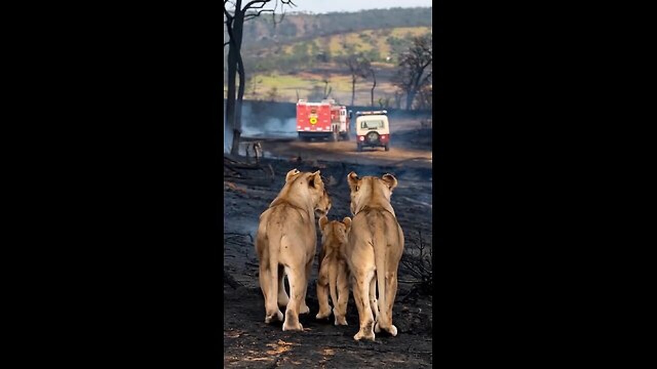 Heroes Who Saved the Lion Family from the Flames