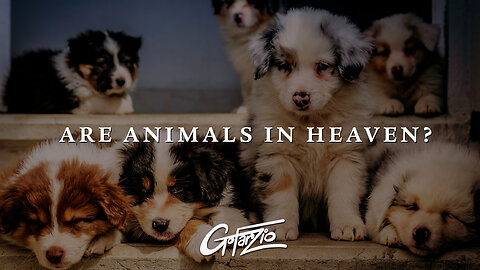 Are Animals in Heaven?
