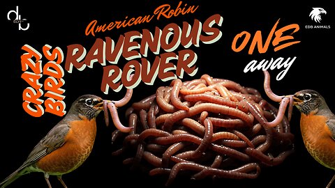 Ravenous Rover Red Robin