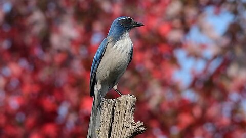 Wing Wars: The Fight to Save the Florida Scrub Jay