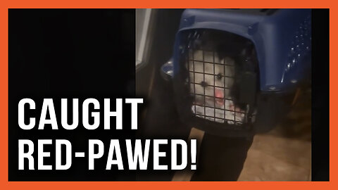 Caught Red-Pawed! Opossum Nabbed After Gorging Himself on CostCo Cake