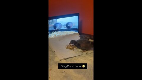 Bird passed online school