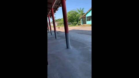 macaco de carona