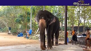 അവശതയിലായ ആനയുടെ ആരോഗ്യം മെച്ചപ്പെട്ടു _ Mullakkal balakrishnan elephant _ Elephant video