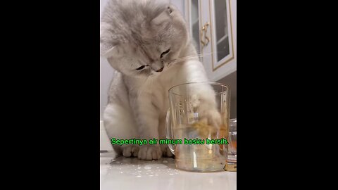 Funny Animal - Cat wash its hand before eat #funnyshorts #funnyanimals #catlover #cat