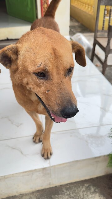 Cute Brown Dog Smiling | Adorable Pet Moments 🐶😍