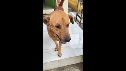 Cute Brown Dog Smiling | Adorable Pet Moments 🐶😍