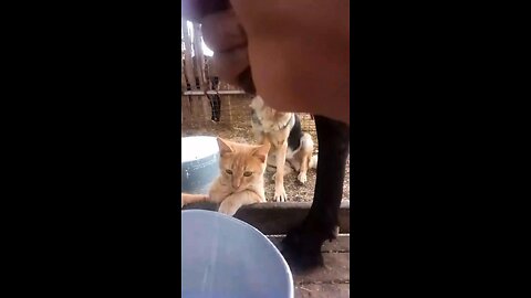 Easy easy to feed milk to a Cat