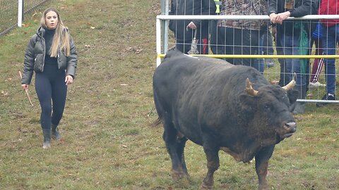 Kobra od Martine vs Jelenko od Muje Dar Mar 2025
