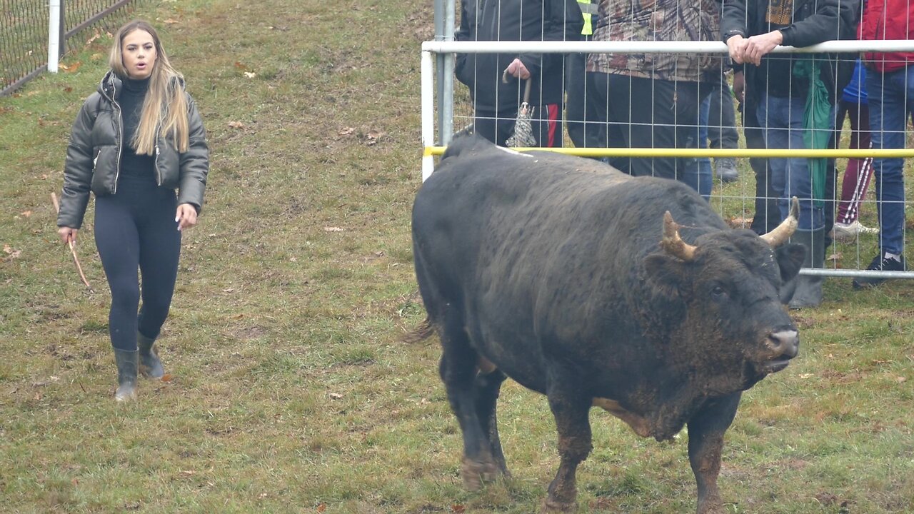 Kobra od Martine vs Jelenko od Muje Dar Mar 2025