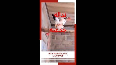 #حكمة