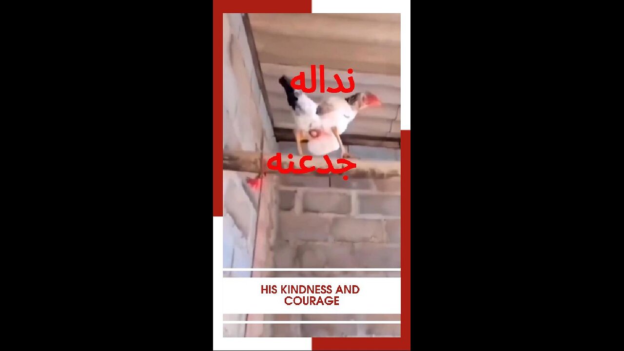 #حكمة