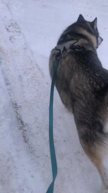 Monday January 19, Though I am surrounded by troubles