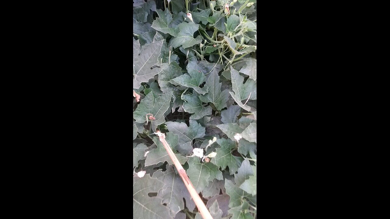bottle gourd