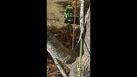 Tip Tied lift of a 30’ branch