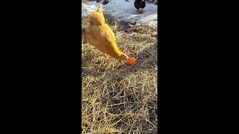 Delicious orange!