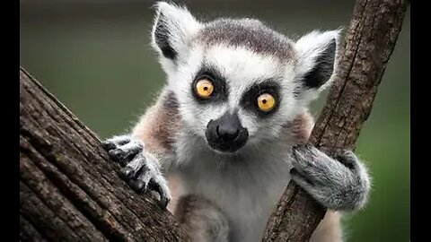 THE MOST MINCREDIBLE MOLICULE EVER INVENTED