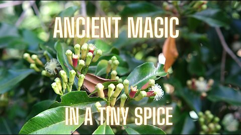 The Power and Wisdom of Cloves