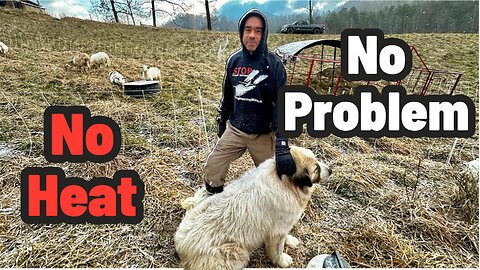 It's Freezing - Here's How Our Animals Actually Survive Winter