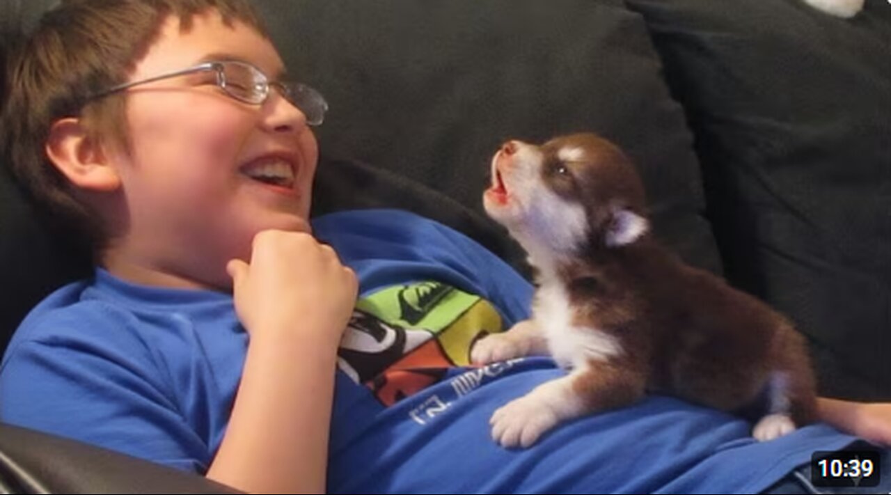 Best Of Cute Puppies Howling Videos 2025
