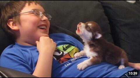 Best Of Cute Puppies Howling Videos 2025