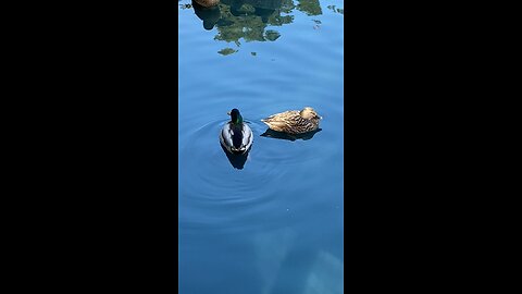 Mallard Ducks 🦆 #mallardducks #ducks #duck #followme #swimming #viral #shorts #trending