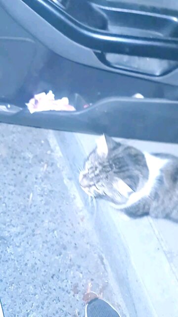 Cats enrich our lives in many ways. They give us comfort, companionship, joy 😊 😃