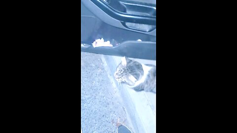 Cats enrich our lives in many ways. They give us comfort, companionship, joy 😊 😃