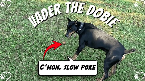 Doberman Ball Battle: Vader’s Part 2 Victory March! 🐶🎾