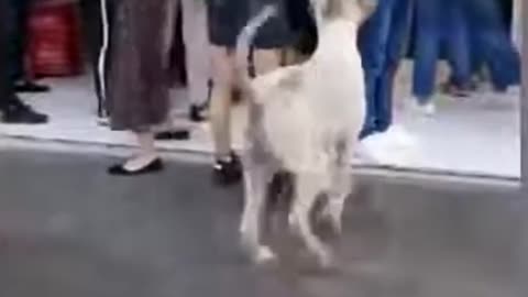 “Pets Being Silly | Funny Animal Shorts 2025”