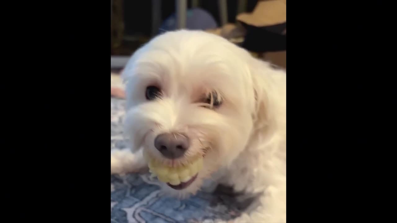 Pets Doing Things They Shouldn’t… But in the Cutest Way 😂🐾