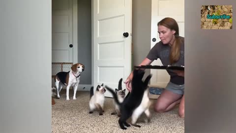 Funny Animal's