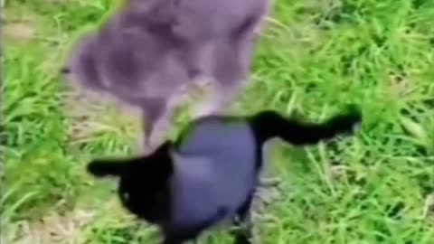 Crazy funny cats