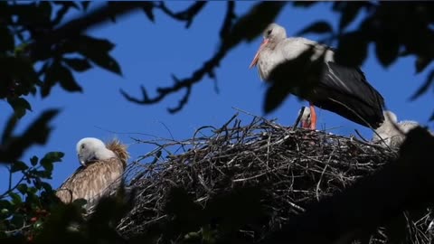 🦅🌿 Ukraine Russia War | Griffon Vulture Spotted in Kyiv, Symbol of Resilience | RCF