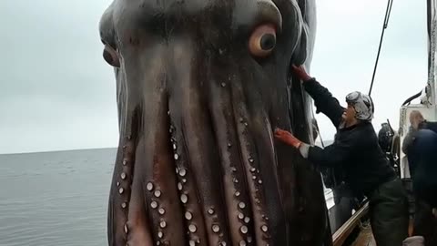 Colossal Sea Monsters Captured by Fishermen!😱