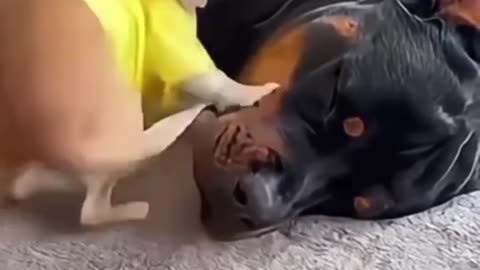Chihuahua and Rottweiler are the best entertainment