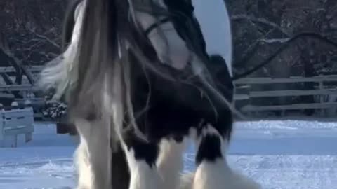 Gorgeous Gypsy Vanner Horses