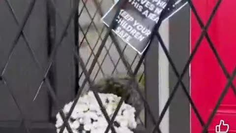 Know your pedo neighbor!! Bam Bam pedo hunter spreading awareness