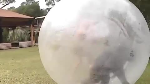 🤯🐒 Watch A Chimp Try To Pop A Bubble All Around Him! | FeedMyCuriosity