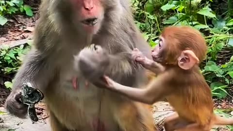 Monkey video 🐒