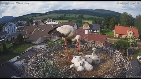 🧠✨ Why White Storks Sometimes Kill Their Weakest Chick! | FeedMyCuriosity