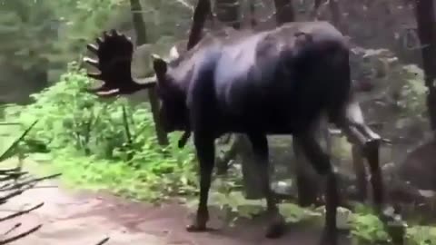 😮✨ Watch a Hiker Encounter a Moose Up Close! Nature’s Surprise | FeedMyCuriosity