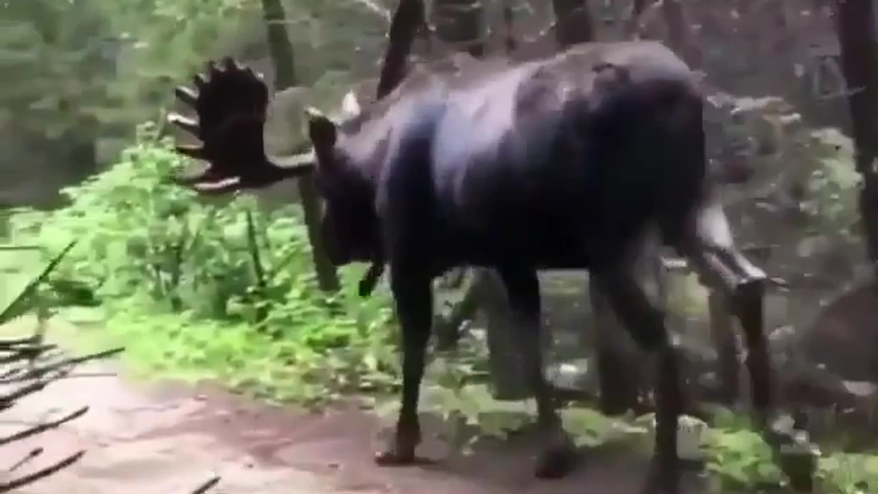 😮✨ Watch a Hiker Encounter a Moose Up Close! Nature’s Surprise | FeedMyCuriosity