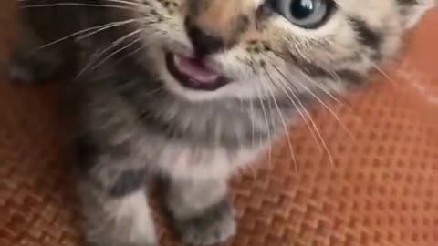 "Angry But Cute: The Most Dramatic Kittens You’ll See Today!"