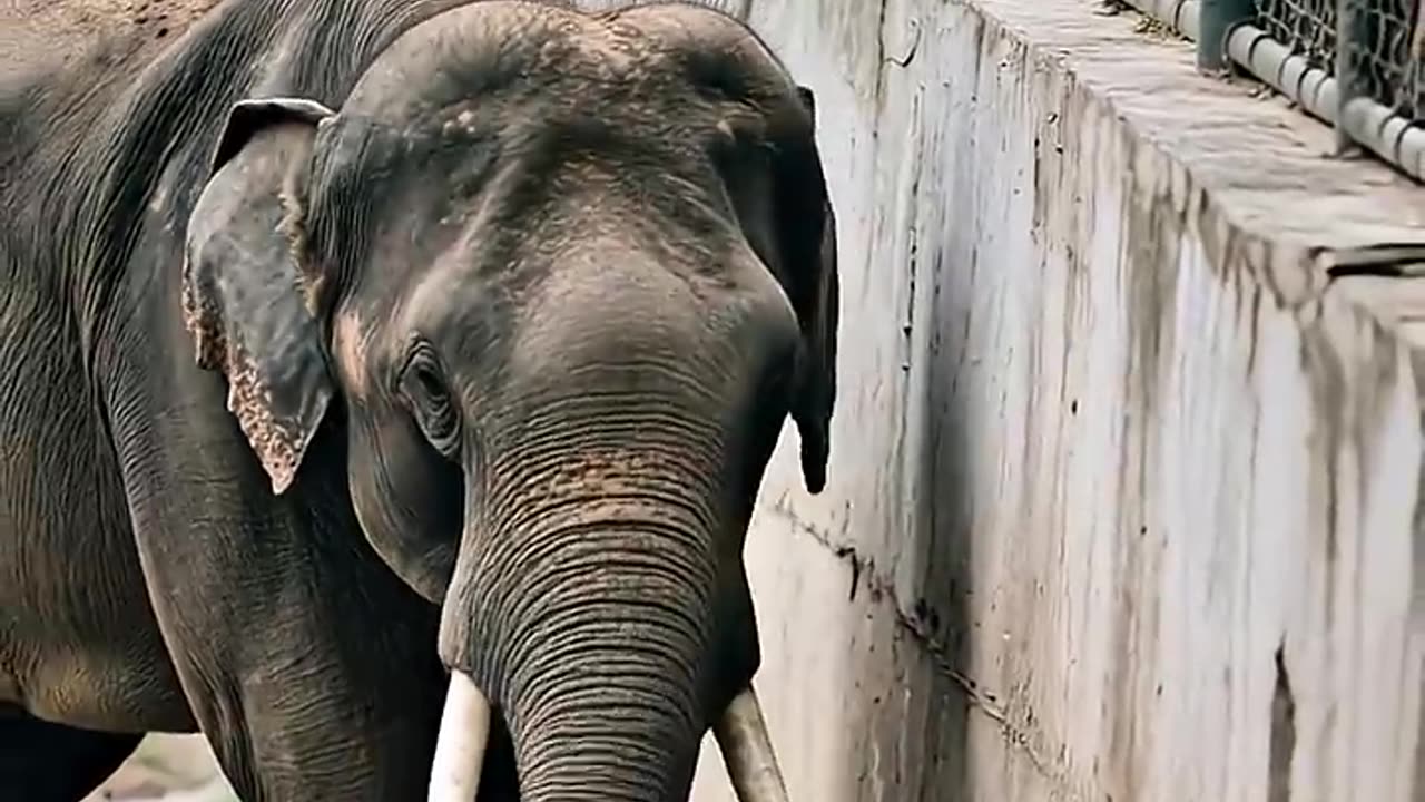 HERO ELEPHANT SAVES A CHILD ! #elephant #zoo #animals #heroanimals