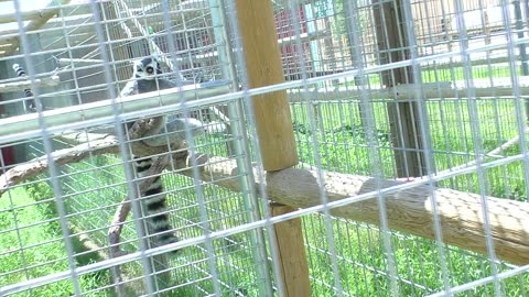 Lemurs enjoying the outside